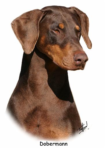 Dobermann 9Y381D-162.jpg